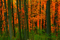 Autumn Woods
