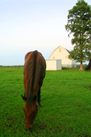 Horse and Barn