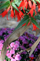 Fall Gardening