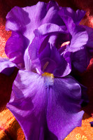 Purple Iris, Orange Silk 2