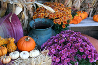 Fall Flowers
