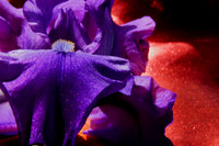 Purple Iris, Orange Silk 1
