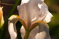 White Iris 2