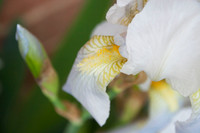 White iris 1