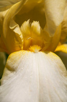 Yellow Iris