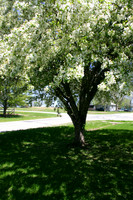 Decorative Crabapple in Bloom