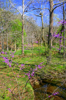Spring Redbuds and Creek, Indiana