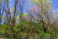 Redbuds Blooming on a Side Road East of Battle Ground, Indiana