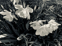 Daffodils Bloomed in Spite of It All