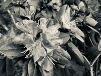 Forgotten Azaleas