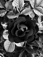 Rose Noir