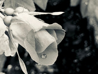 Weeping Rose