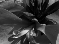 Gothic Flowers