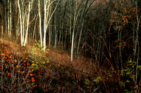 Early November Woods, Brown County, Indiana