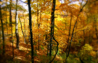 Autum Dream