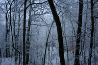 Winter Woods
