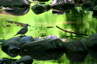Mourning Dove