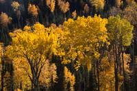 Fall Trees on Wasaugoing Bay