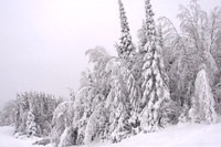 Snow-Laden Trees Near the Edge of the Northern Wilderness