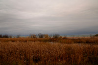Wetlands on a River Estuary, Lake Superior Shore