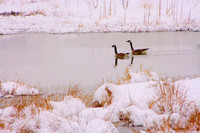Winter Afternoon