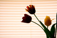 Available for License: Florals