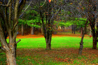 The Entrance to the Enchanted Forest