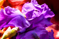 Purple Iris, Orange Silk 4