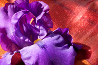 Purple Iris, Orange Silk 3