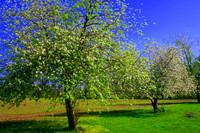 Indiana Apple Trees in Bloom