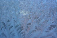 Available for License: The Ice Palace